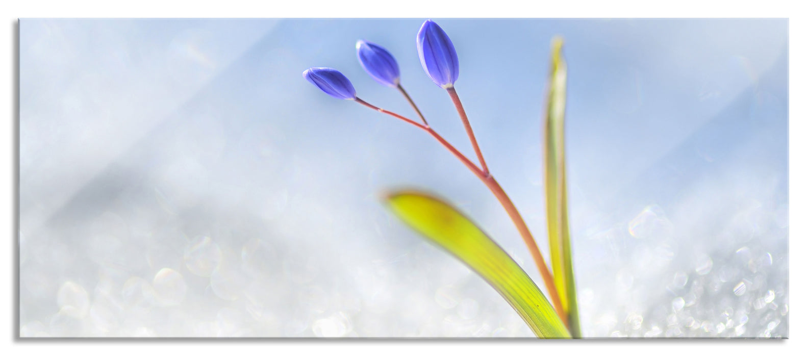 Pixxprint Blaue Knospen im Schnee, Glasbild Panorama