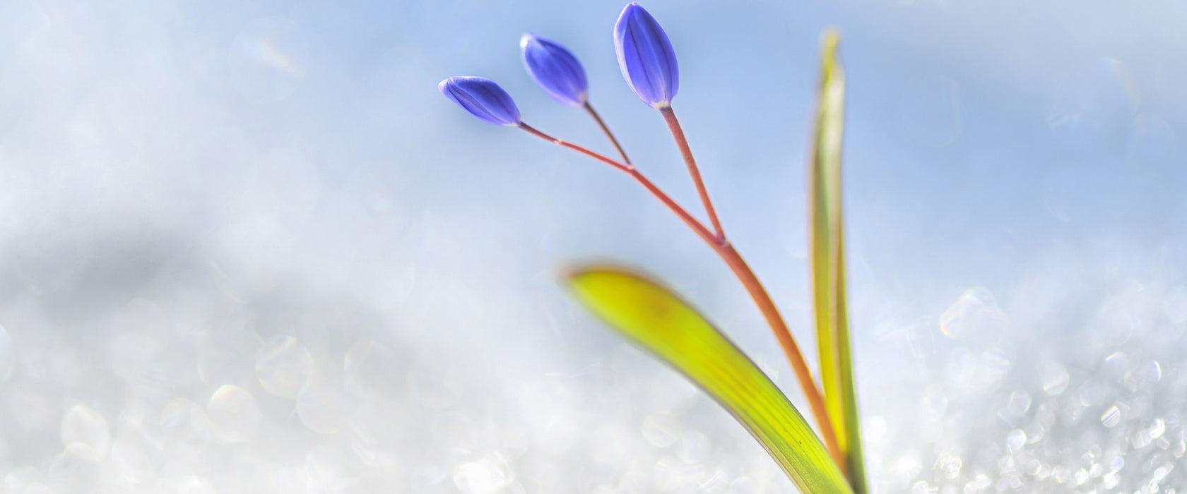 Blaue Knospen im Schnee, Glasbild Panorama