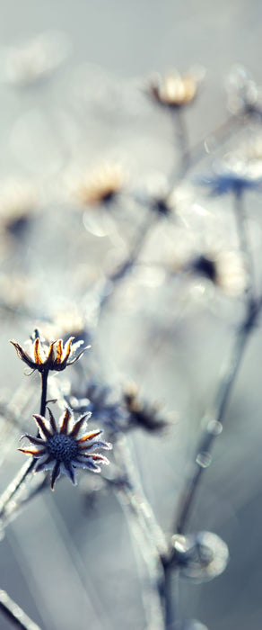 Pflanzen im Frost, Glasbild Panorama