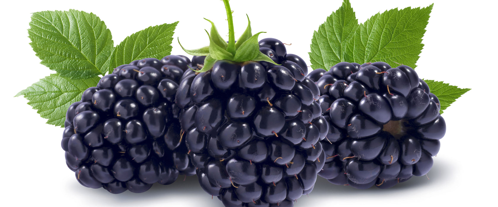 Leckere Brombeeren, Glasbild Panorama