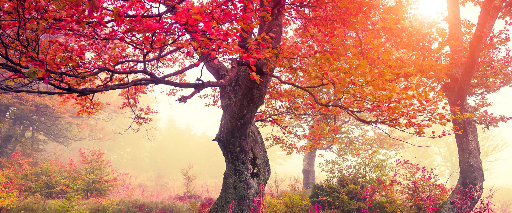 Traumhafte Herbstlandschaft, Glasbild Panorama