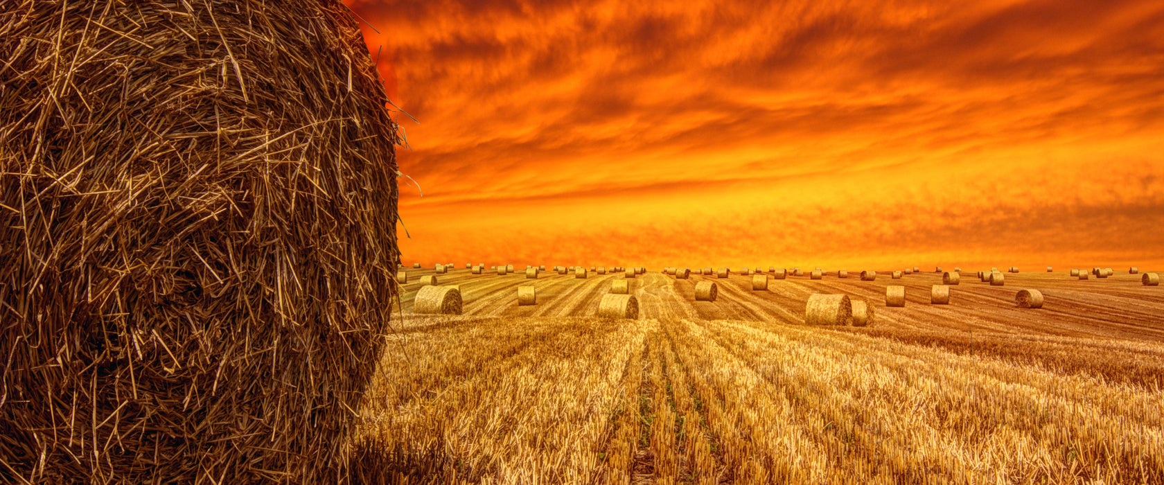 Feld im Sonnenuntergang, Glasbild Panorama