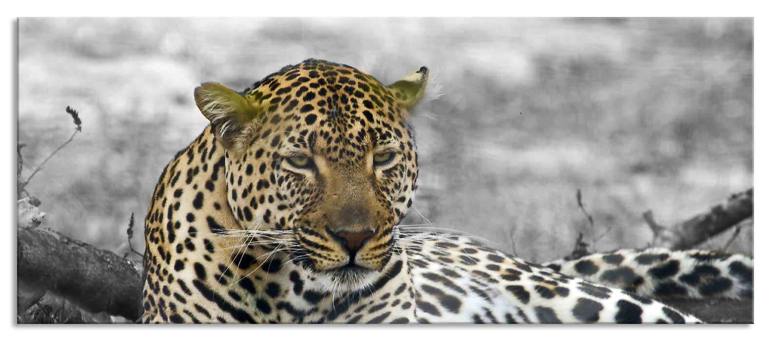 Pixxprint schöner Leopard liegt im Laub, Glasbild Panorama