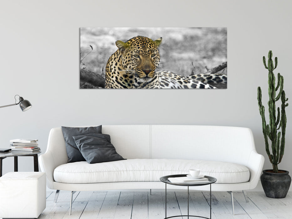 schöner Leopard liegt im Laub, Glasbild Panorama