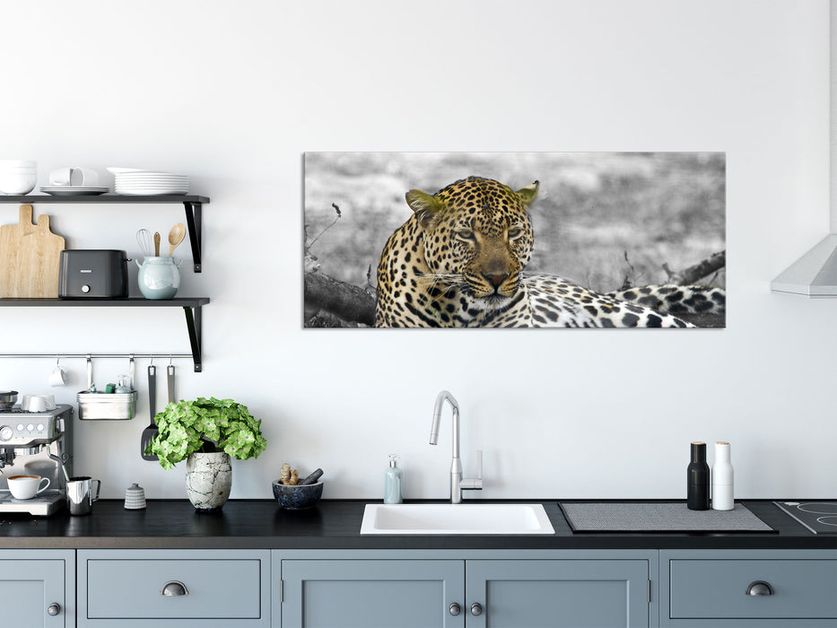 schöner Leopard liegt im Laub, Glasbild Panorama