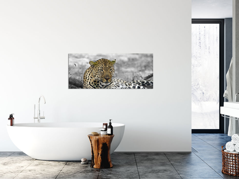 schöner Leopard liegt im Laub, Glasbild Panorama