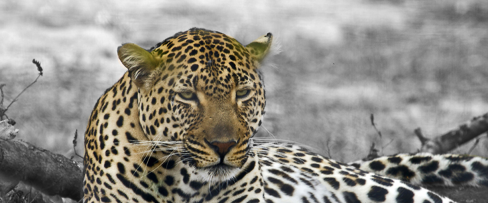 schöner Leopard liegt im Laub, Glasbild Panorama