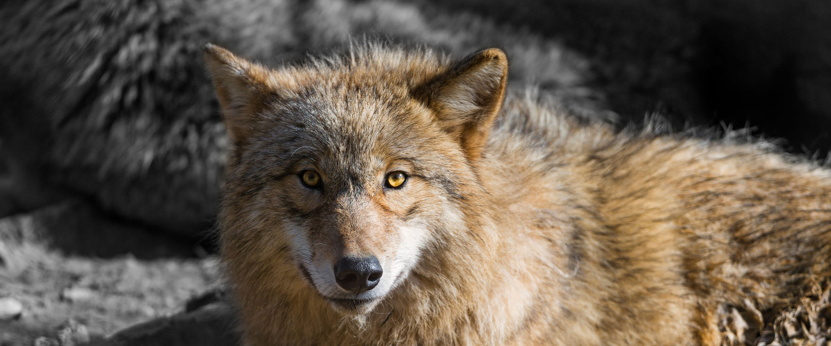 aufschauender majestätischer Wolf, Glasbild Panorama