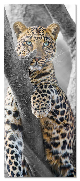 Pixxprint majestätischer Leopard auf Baum, Glasbild Panorama