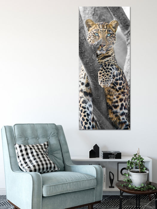 majestätischer Leopard auf Baum, Glasbild Panorama