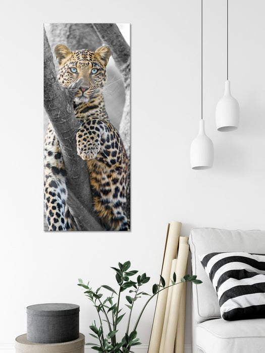 majestätischer Leopard auf Baum, Glasbild Panorama