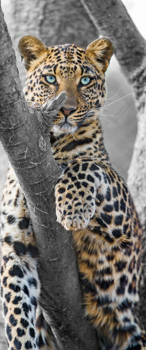 majestätischer Leopard auf Baum, Glasbild Panorama