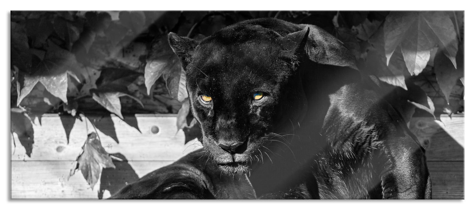 Pixxprint schwarzer Panther, Glasbild Panorama