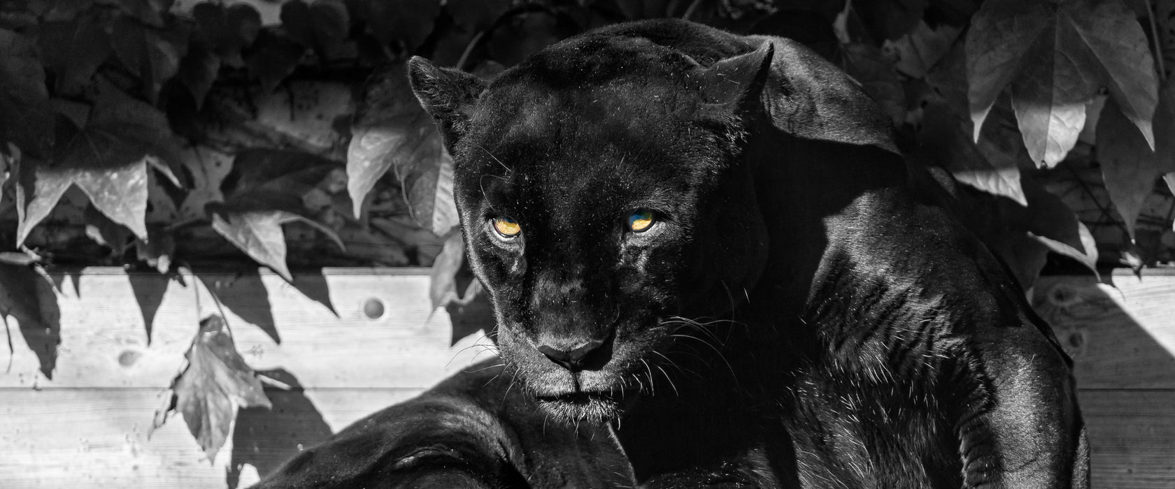 schwarzer Panther, Glasbild Panorama