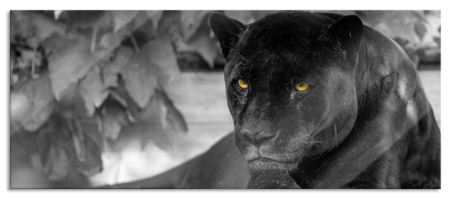 Pixxprint schöner schwarzer Panther, Glasbild Panorama