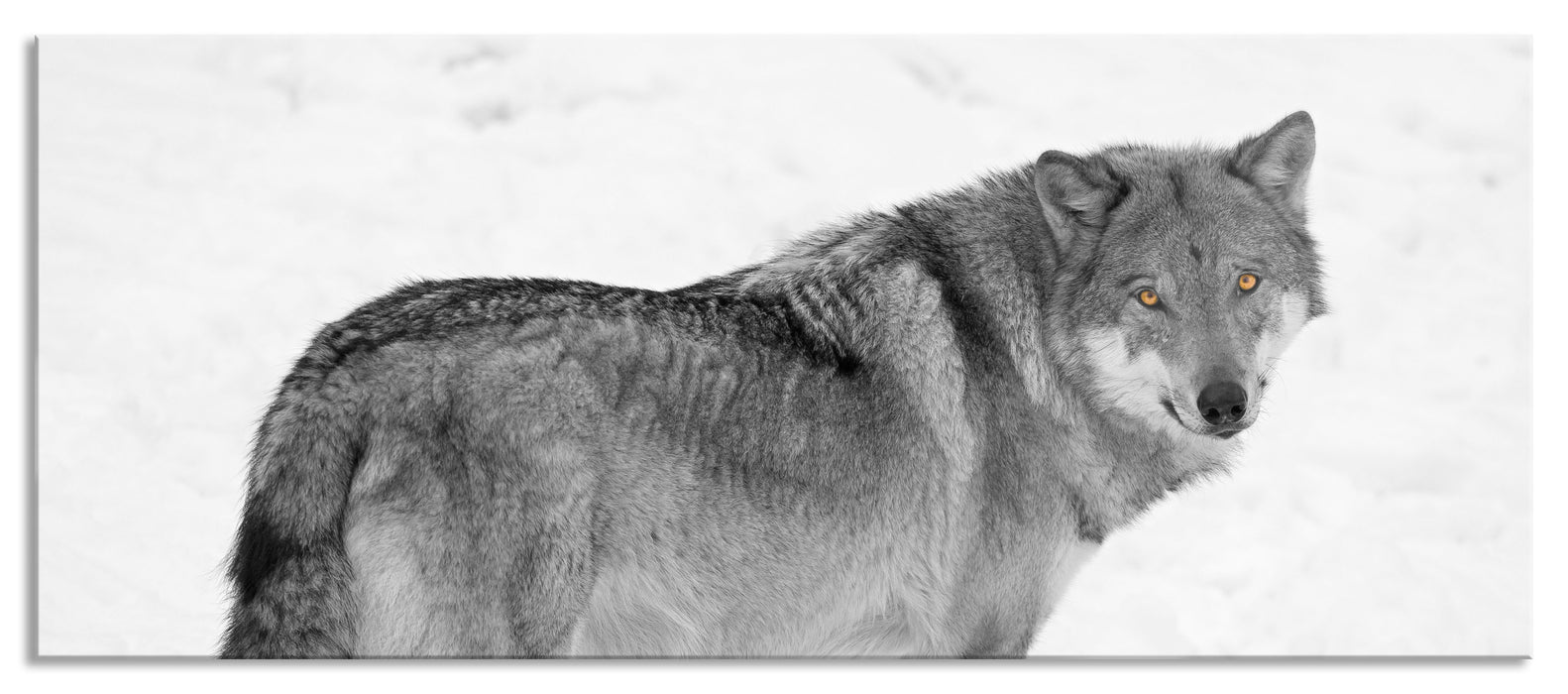 Pixxprint prächtiger Wolf im Schnee, Glasbild Panorama