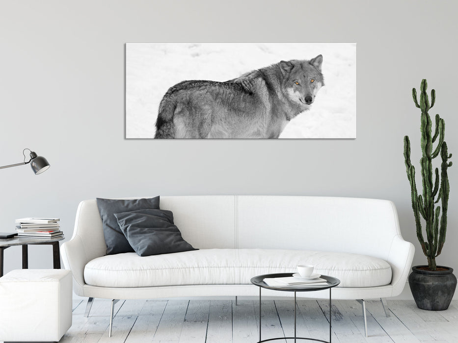 prächtiger Wolf im Schnee, Glasbild Panorama