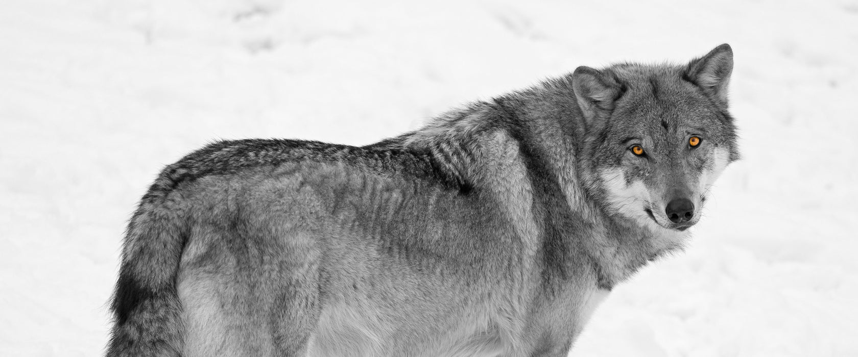 prächtiger Wolf im Schnee, Glasbild Panorama