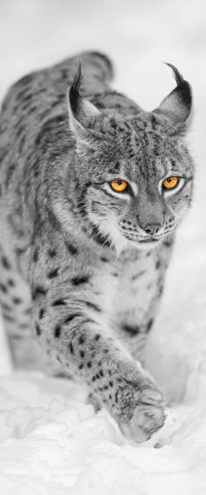 wunderschöner Luchs im Schnee, Glasbild Panorama