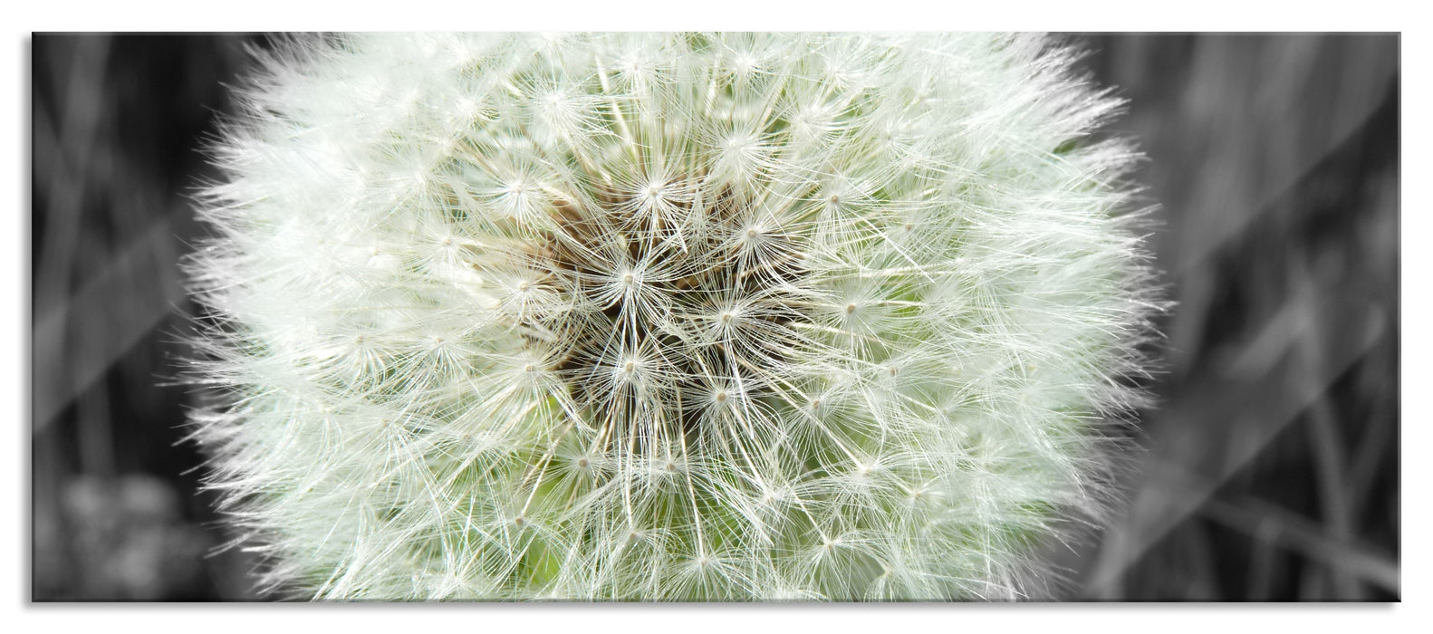 Pixxprint klassische zarte Pusteblume, Glasbild Panorama