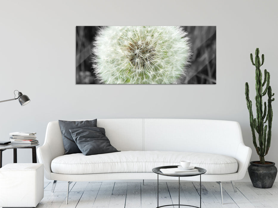 klassische zarte Pusteblume, Glasbild Panorama