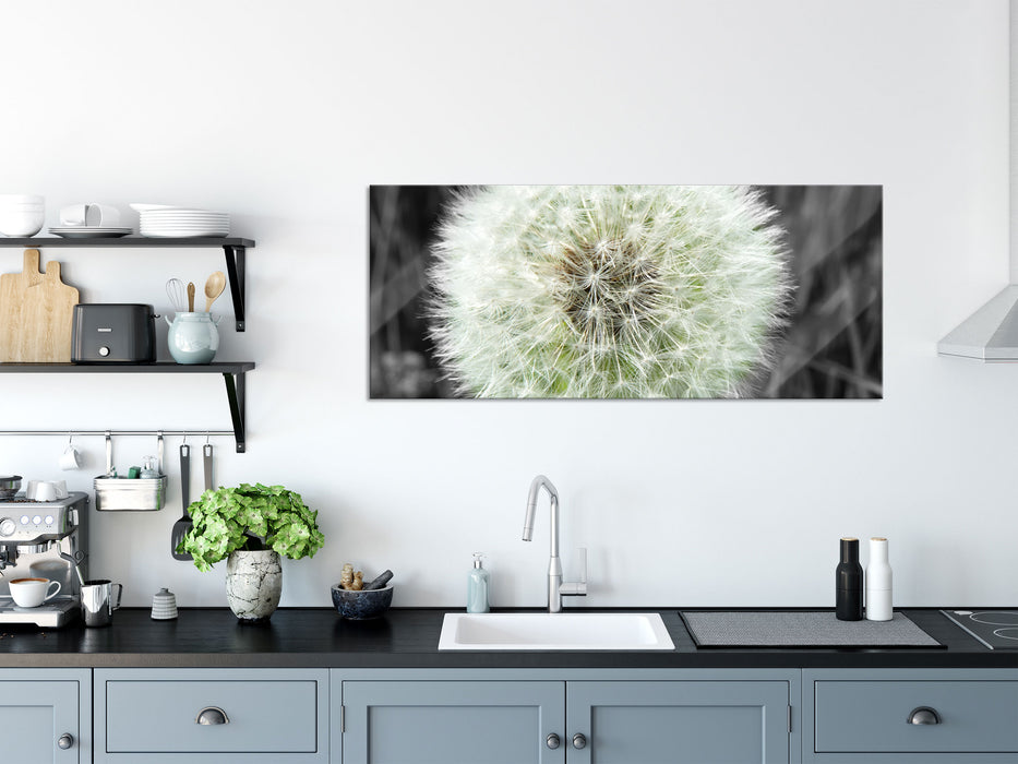 klassische zarte Pusteblume, Glasbild Panorama