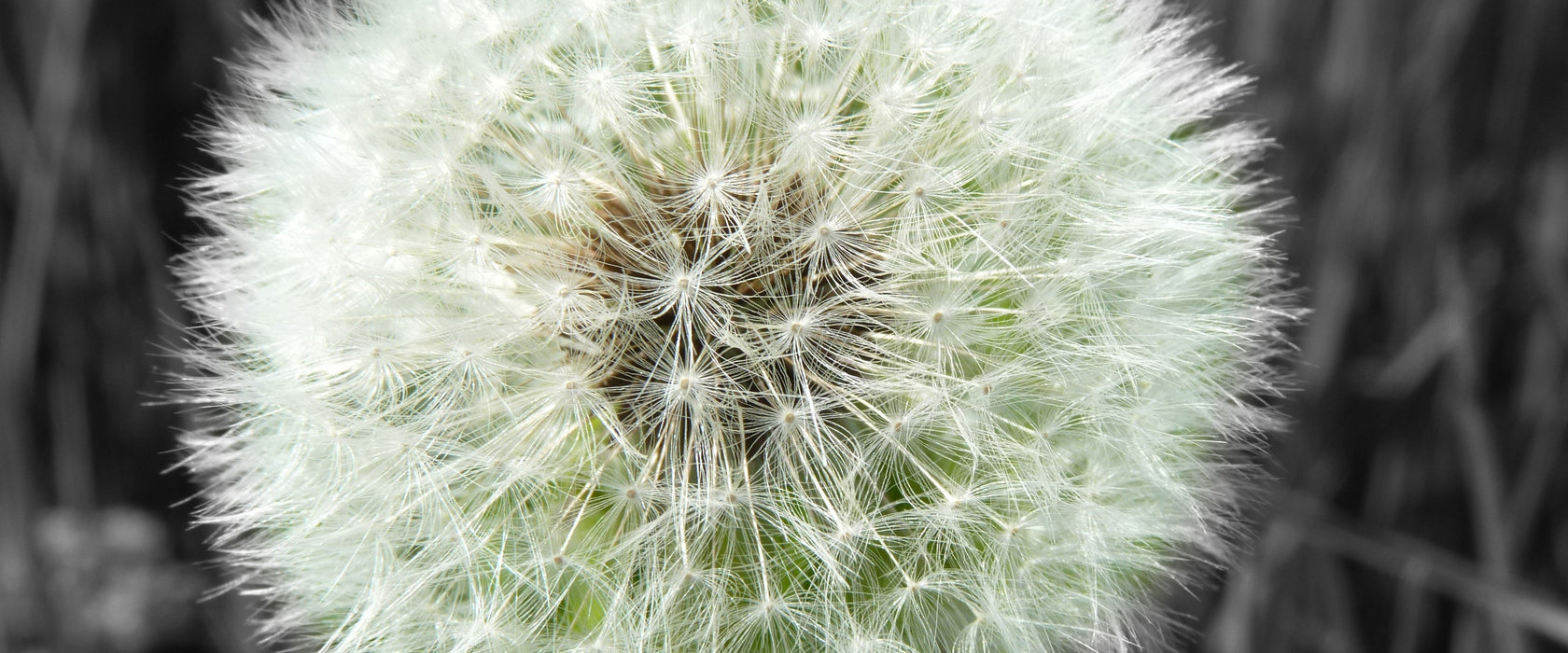 klassische zarte Pusteblume, Glasbild Panorama