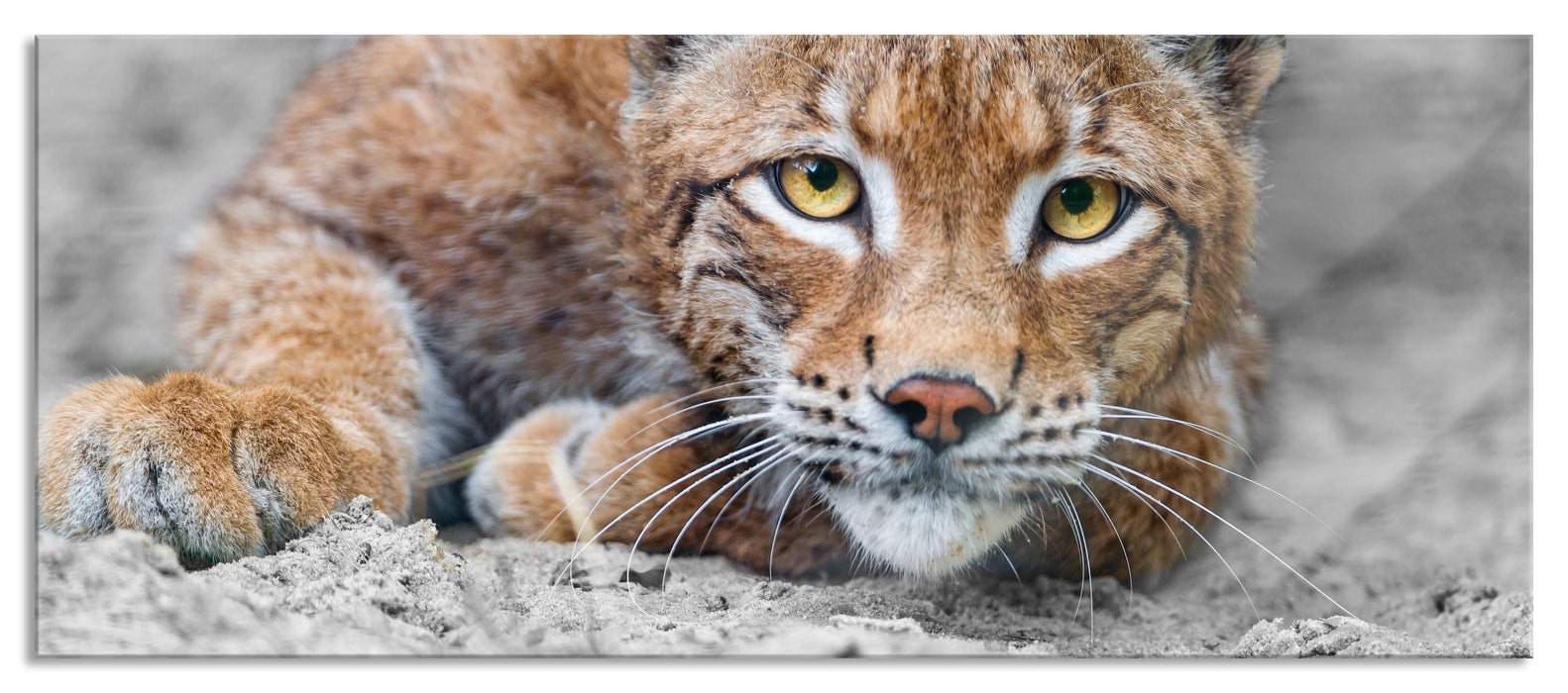 Pixxprint großer wachsamer Luchs, Glasbild Panorama