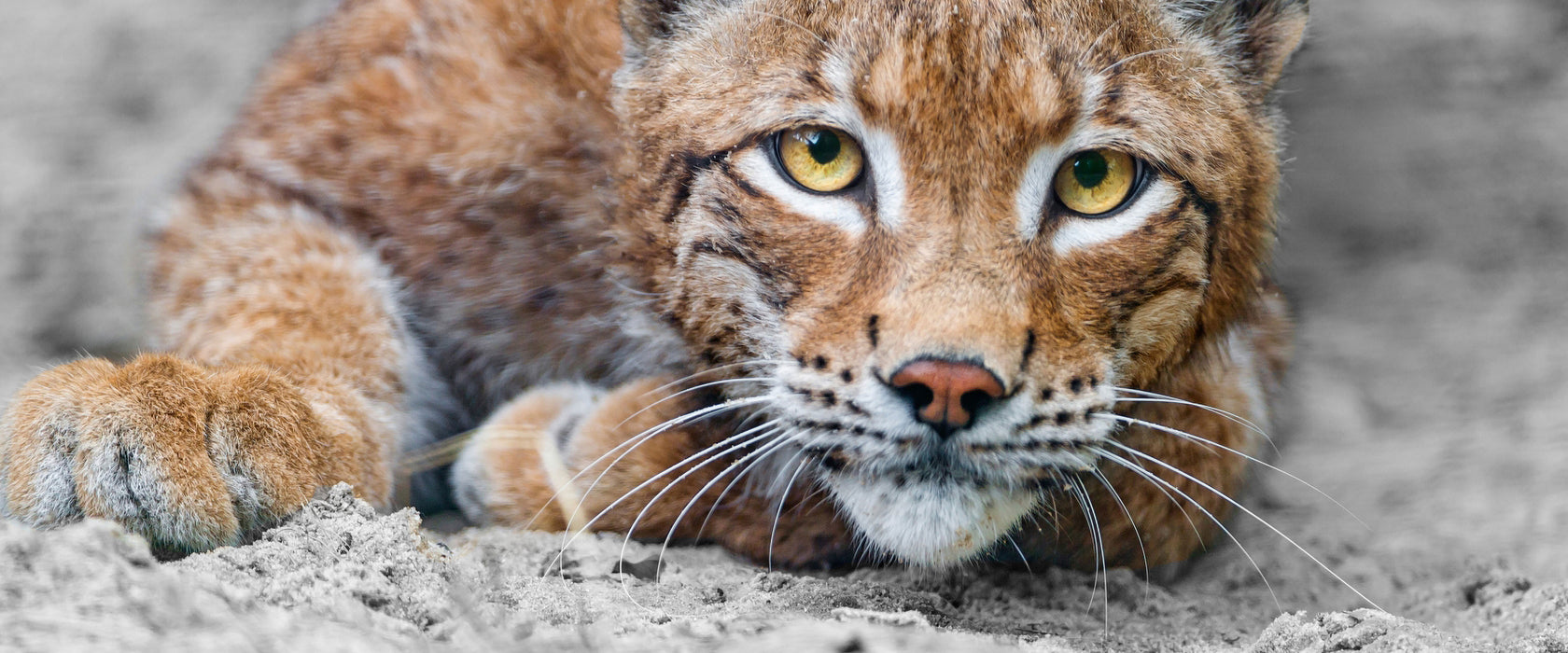 großer wachsamer Luchs, Glasbild Panorama