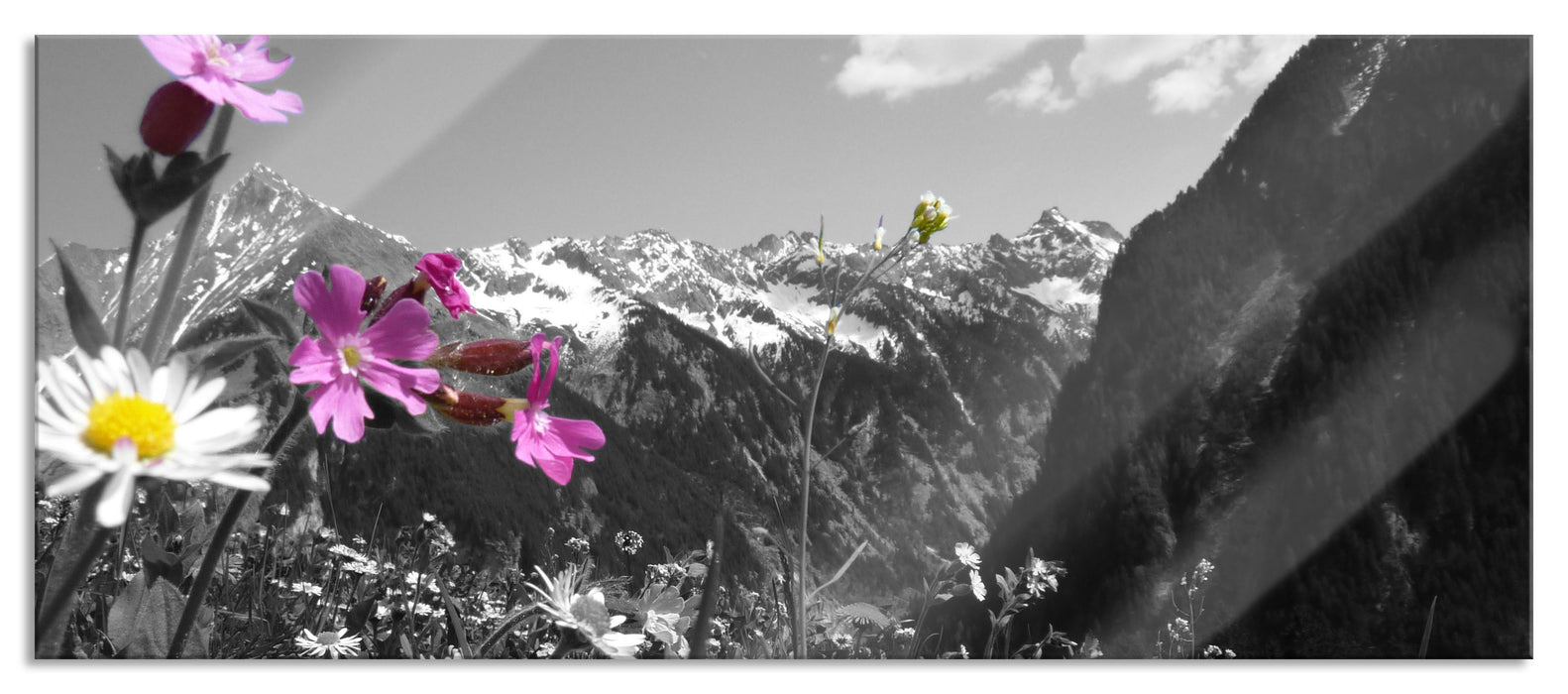 Pixxprint Alpenblumen, Glasbild Panorama