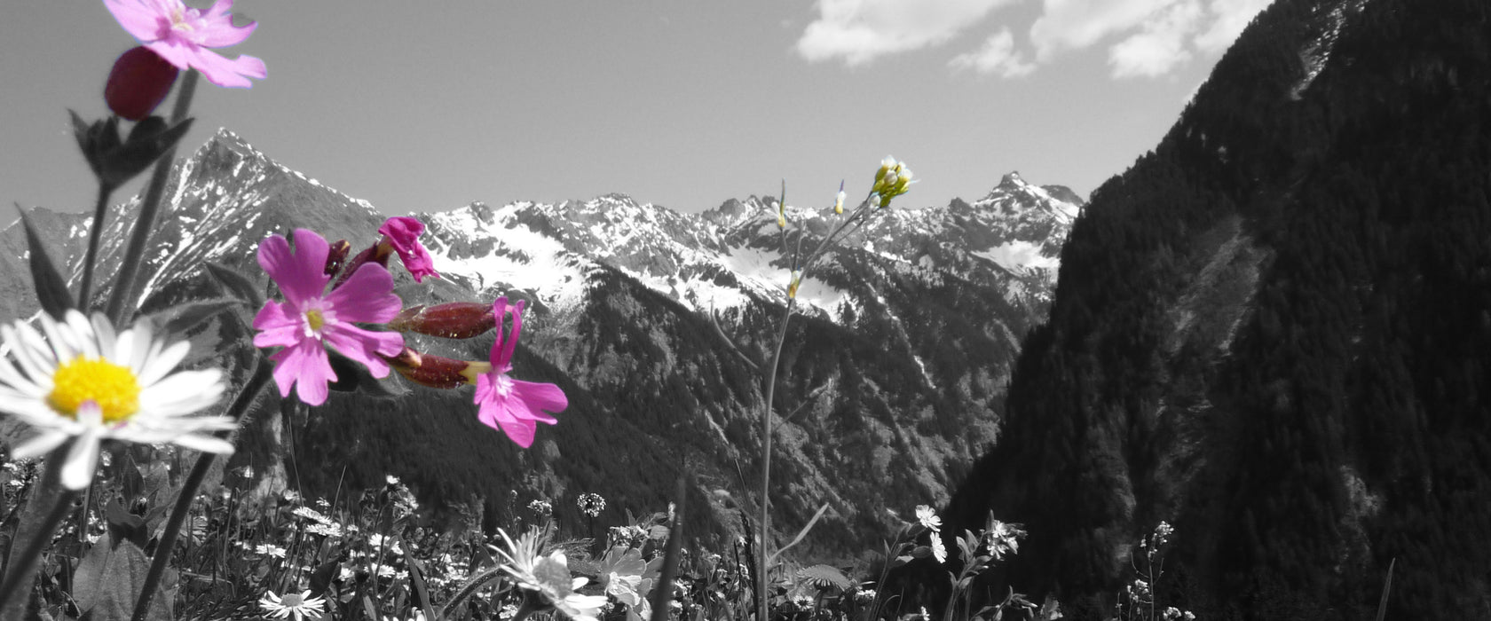 Alpenblumen, Glasbild Panorama