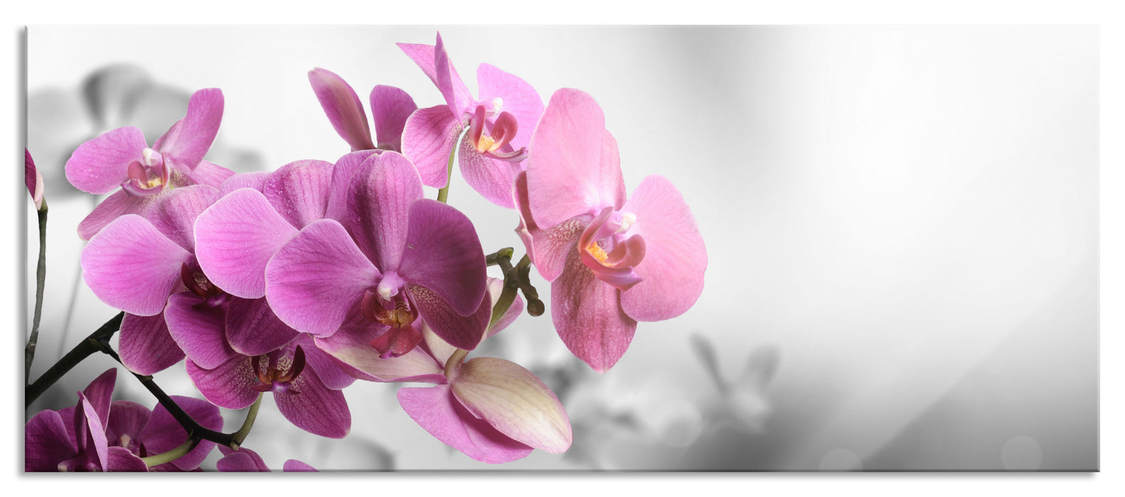 Pixxprint Orchideenblüten über Wasser, Glasbild Panorama