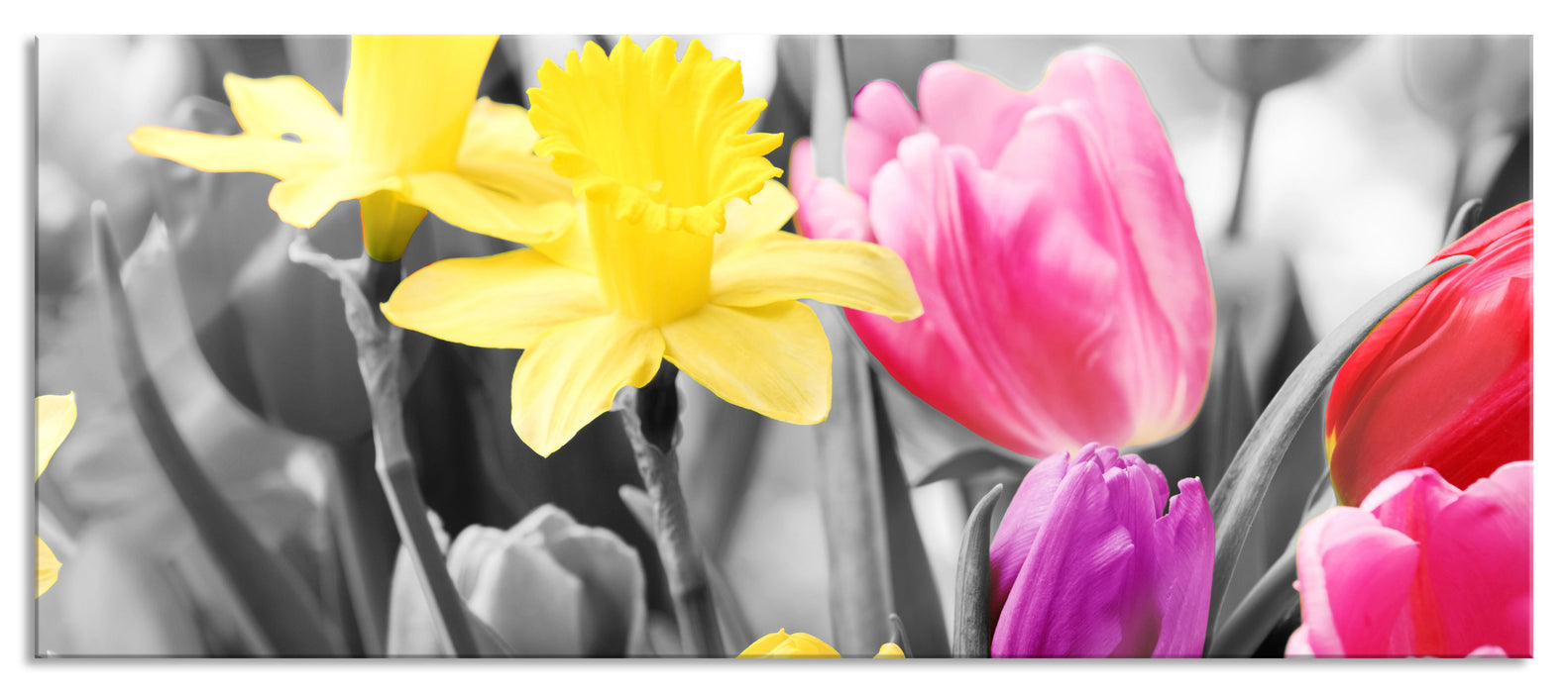 Pixxprint schöne Narzissen mit Tulpen, Glasbild Panorama