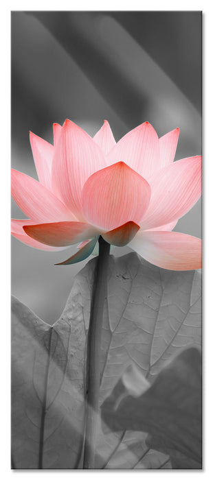 Pixxprint wunderschöner Lotus, Glasbild Panorama