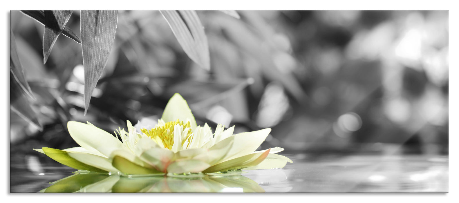 treibende Seerose, Glasbild Panorama