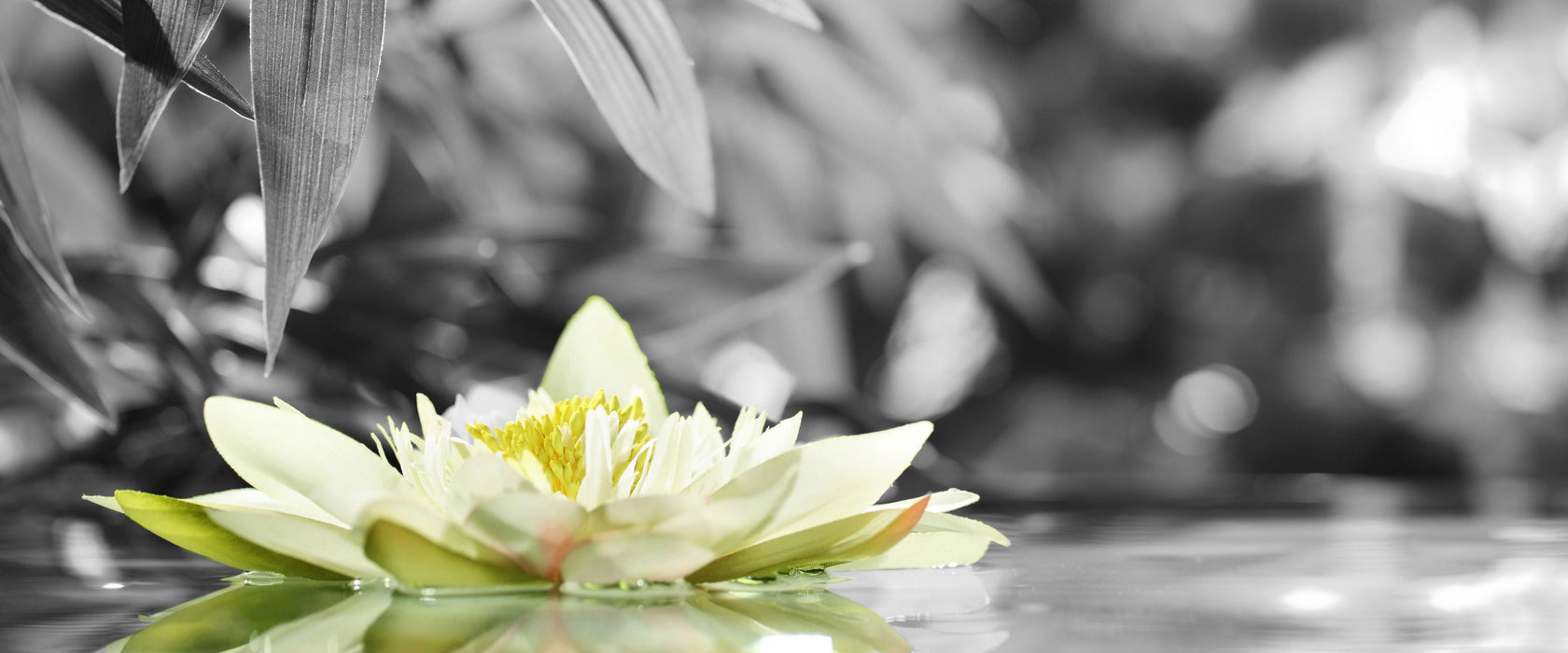 treibende Seerose, Glasbild Panorama