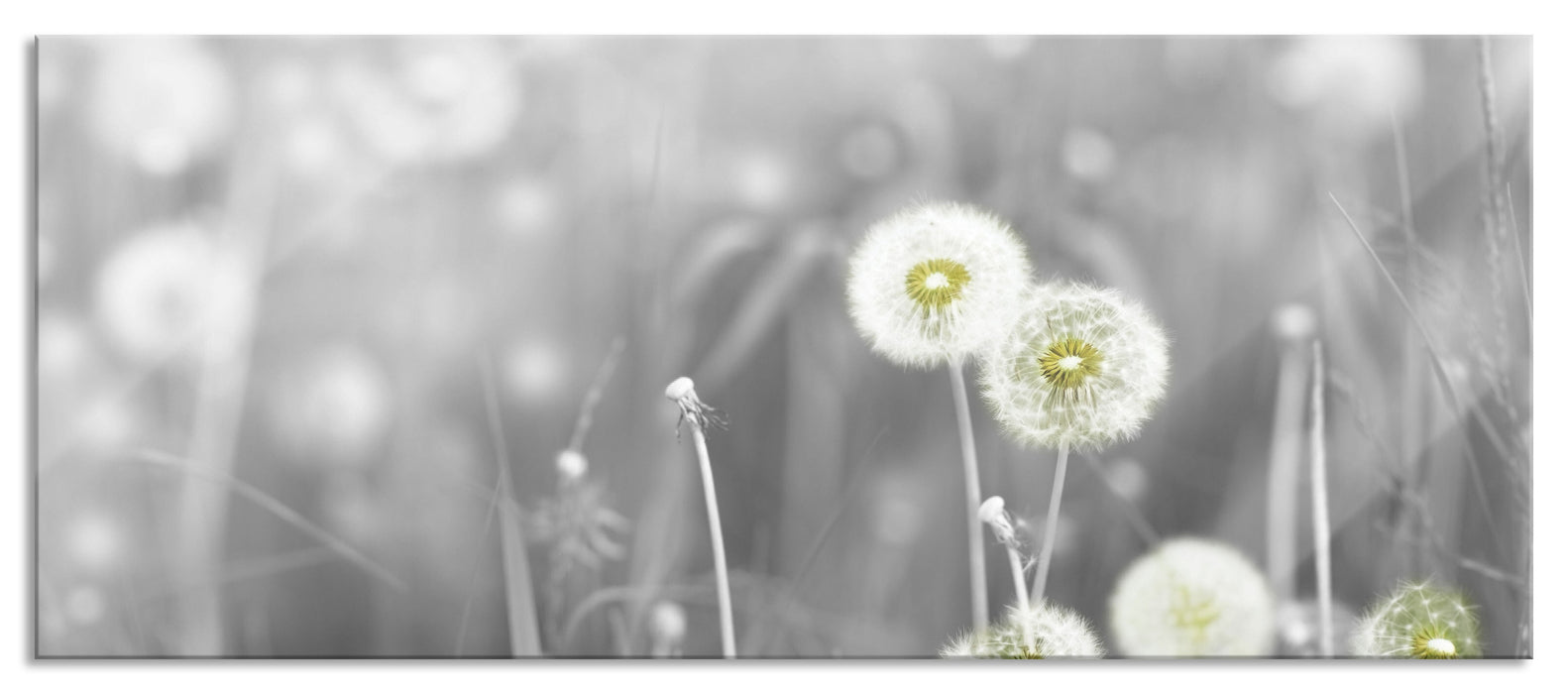 wunderschöne Pusteblumen, Glasbild Panorama