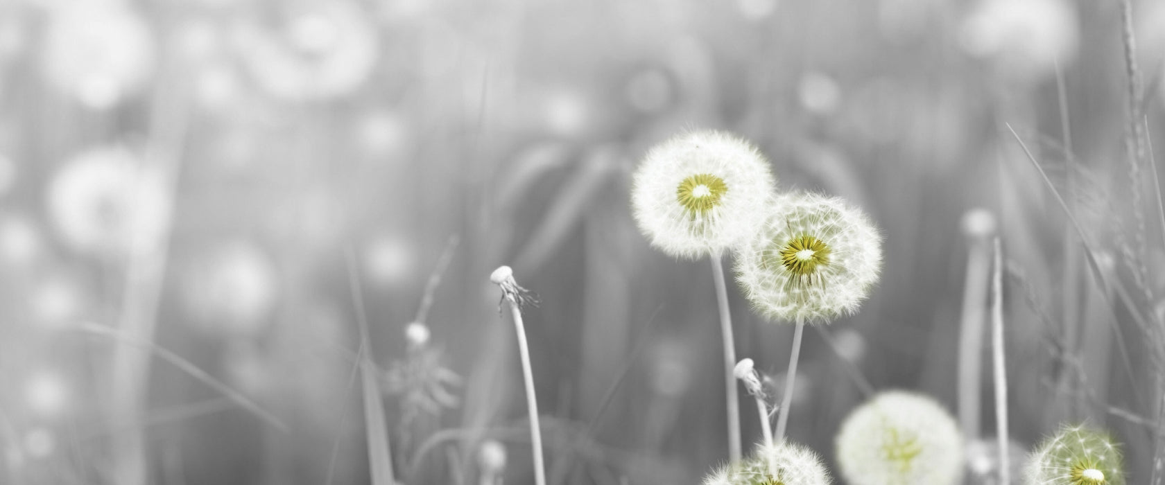 wunderschöne Pusteblumen, Glasbild Panorama