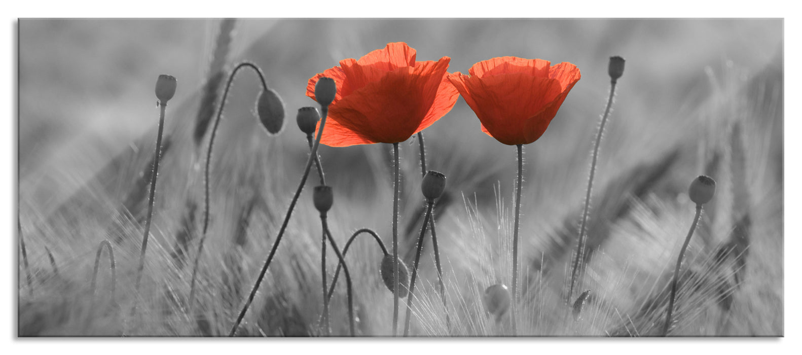 Pixxprint Mohnblumen auf einem Feld, Glasbild Panorama