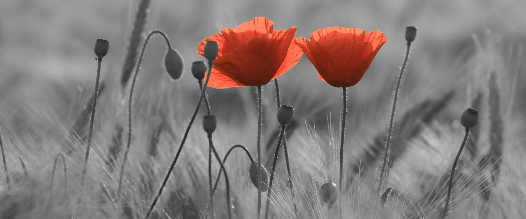 Mohnblumen auf einem Feld, Glasbild Panorama