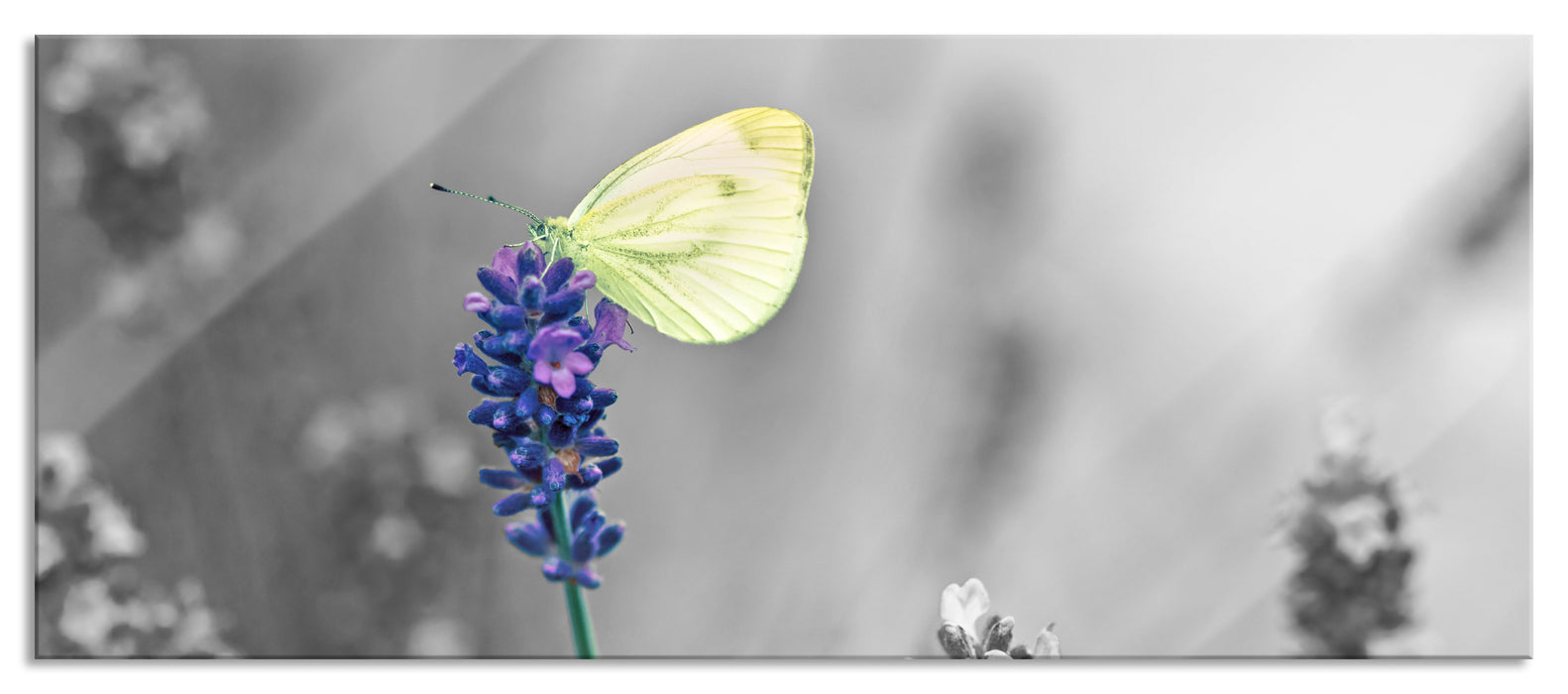 Pixxprint schöner Schmetterling auf Lavendel, Glasbild Panorama