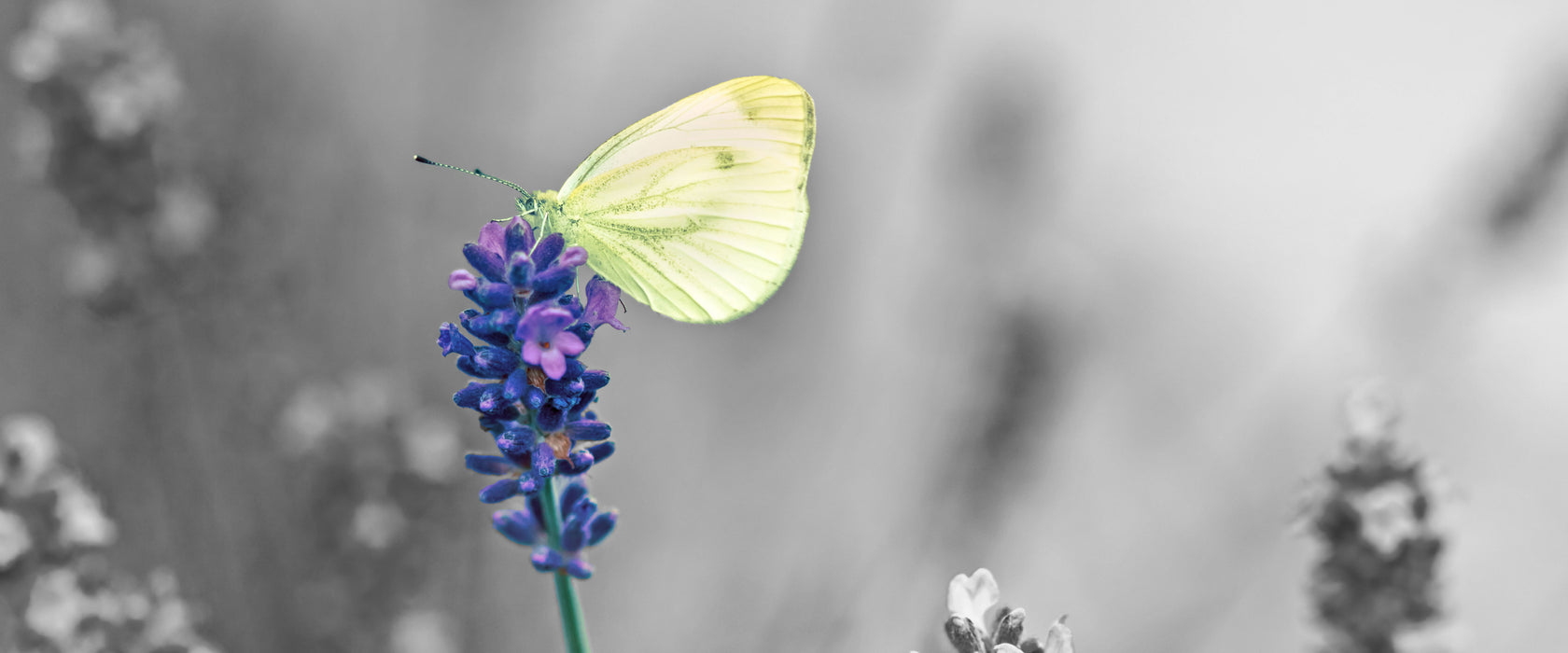 schöner Schmetterling auf Lavendel, Glasbild Panorama