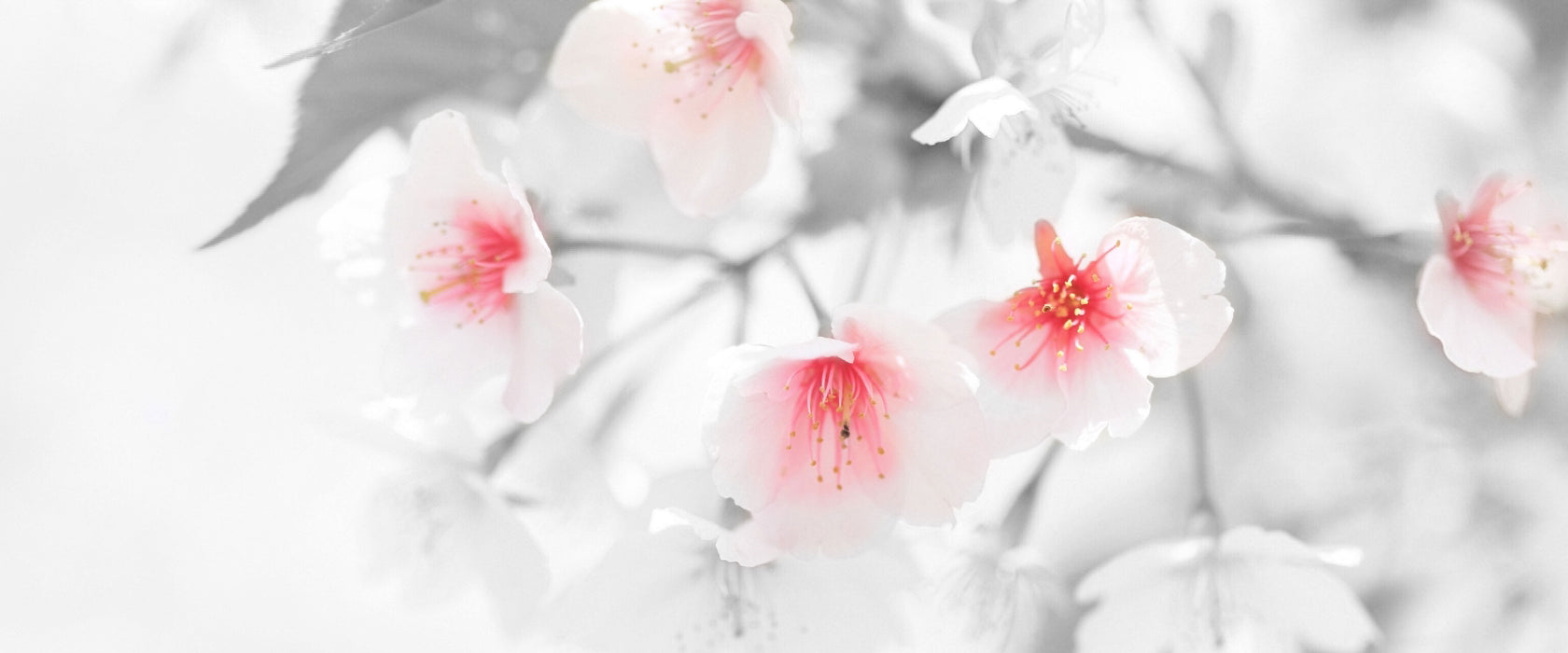 wunderschöne Kirschblüten, Glasbild Panorama