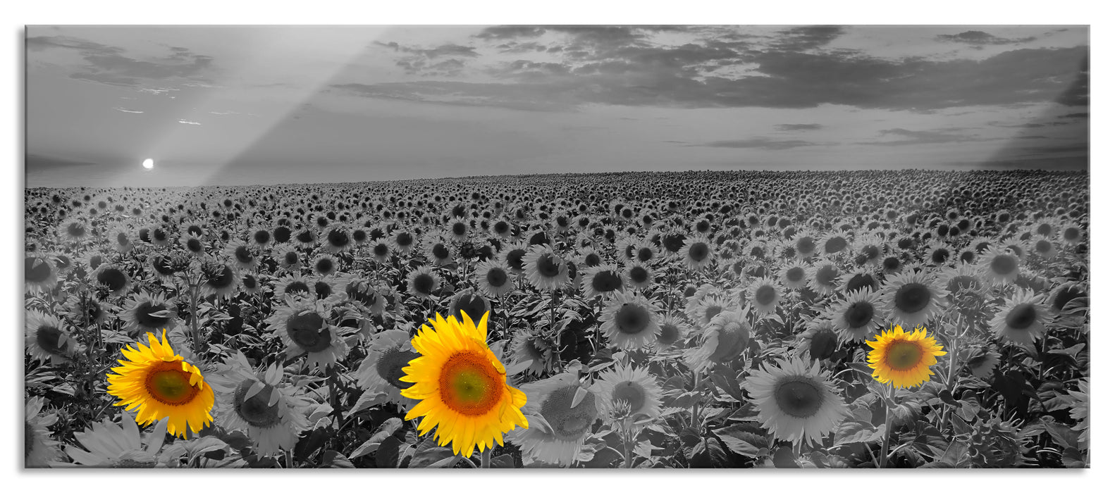 Pixxprint schönes Sonnenblumenfeld, Glasbild Panorama