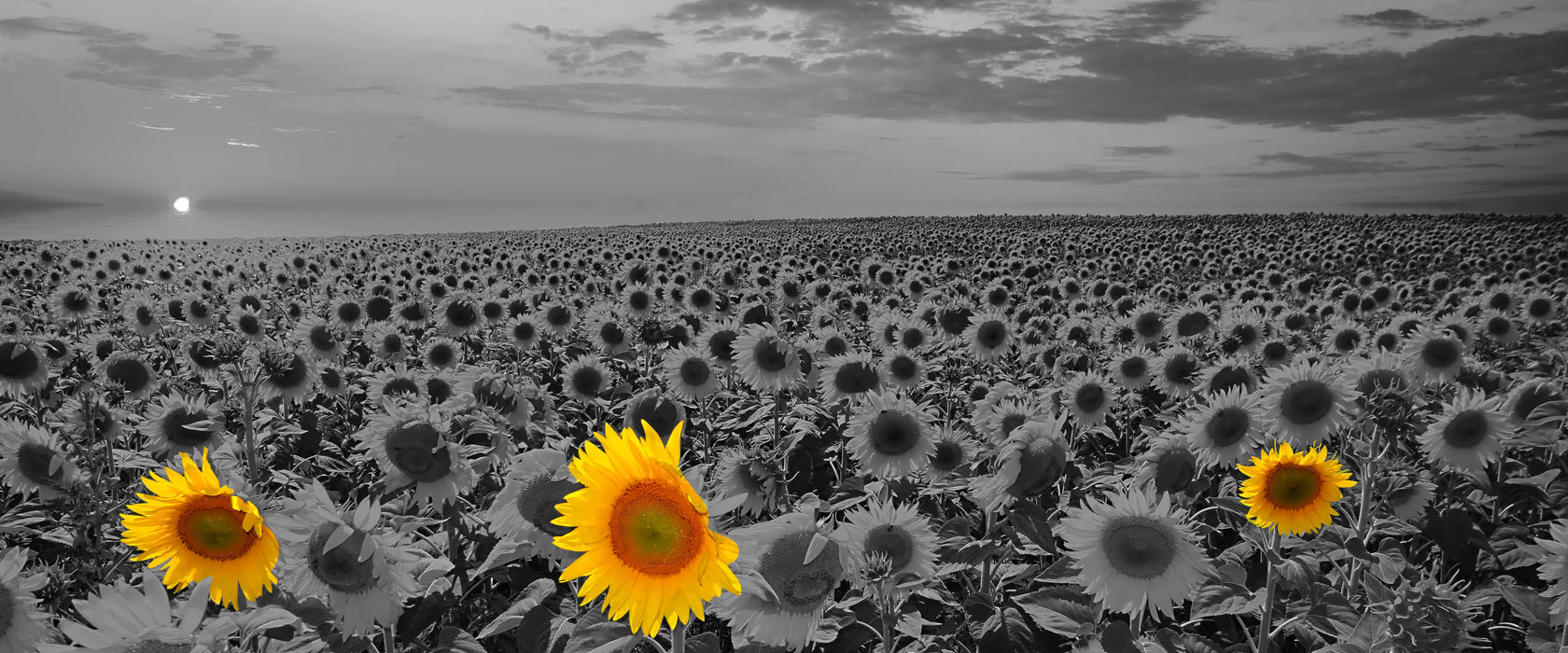 schönes Sonnenblumenfeld, Glasbild Panorama