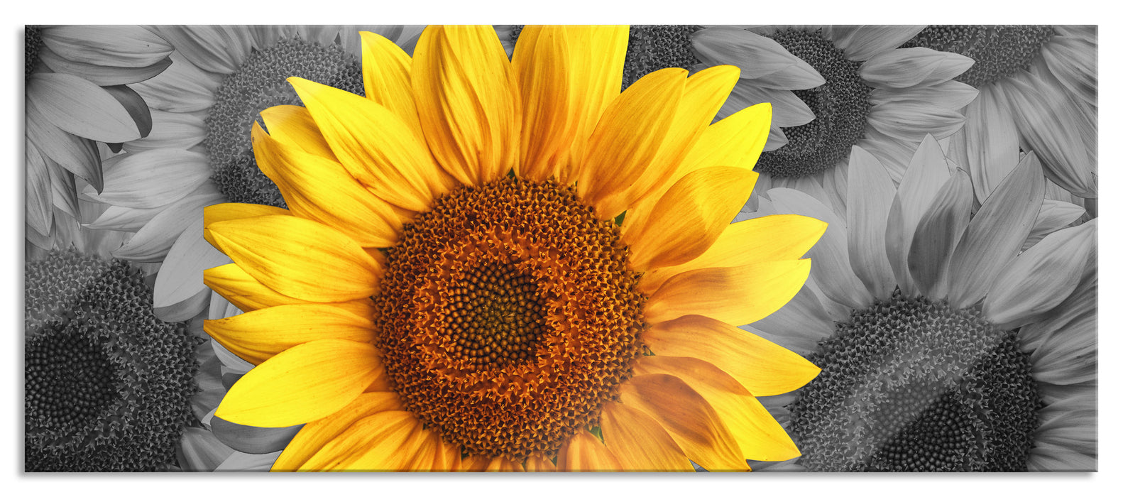 Pixxprint schöne Sonnenblumen, Glasbild Panorama