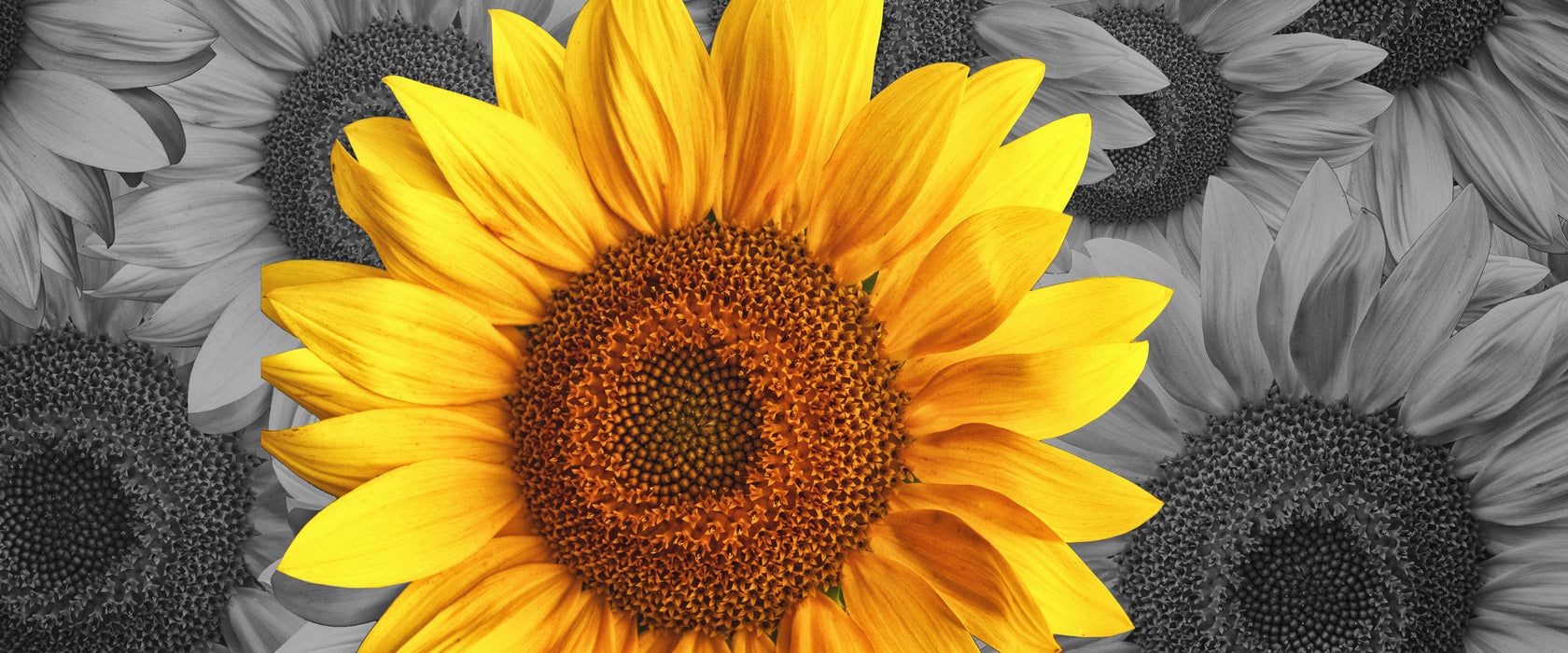 schöne Sonnenblumen, Glasbild Panorama