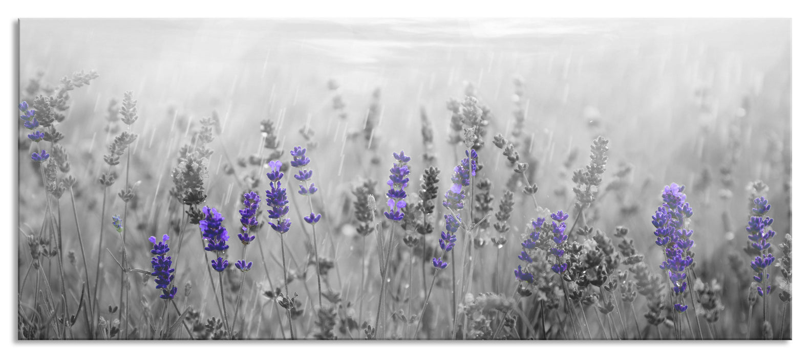 Pixxprint wunderschönes Lavendelfeld, Glasbild Panorama