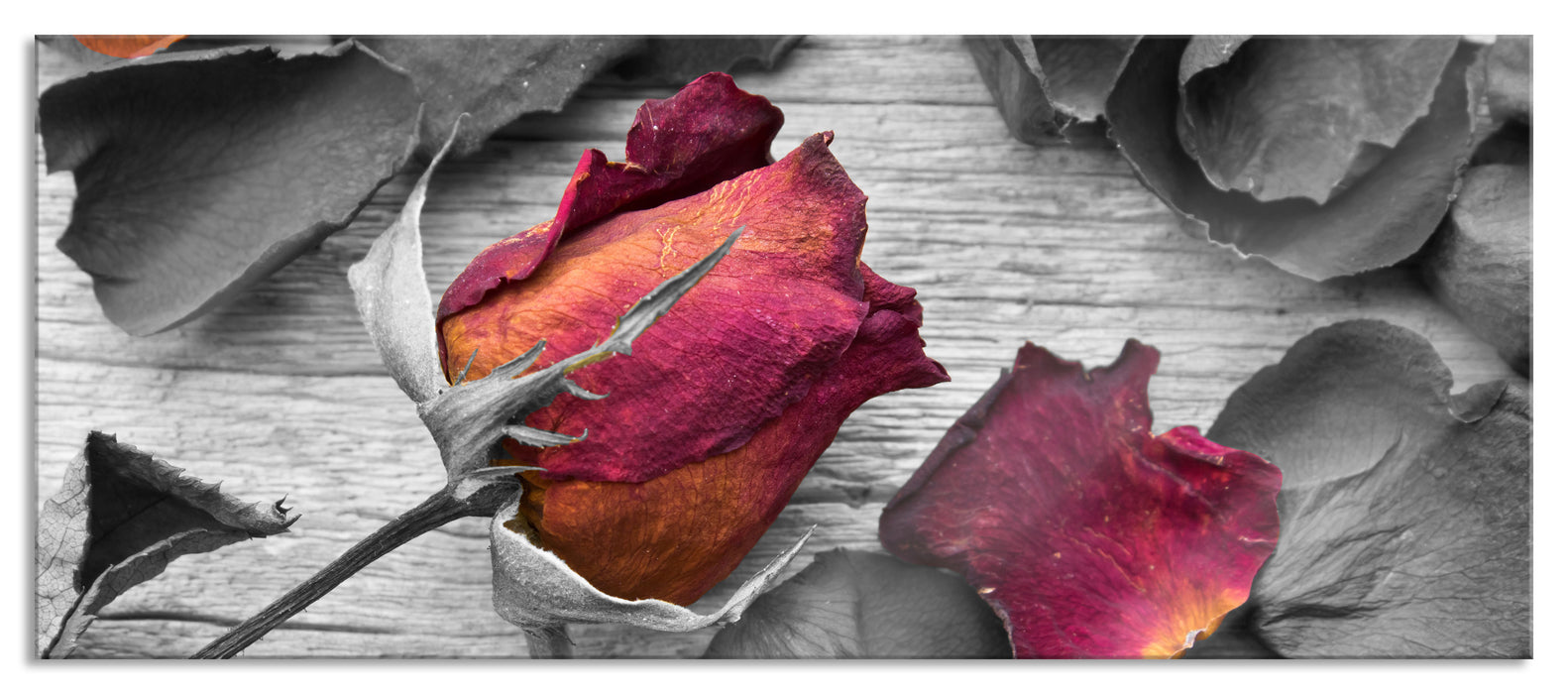 Pixxprint getrocknete Rosen auf Holztisch, Glasbild Panorama