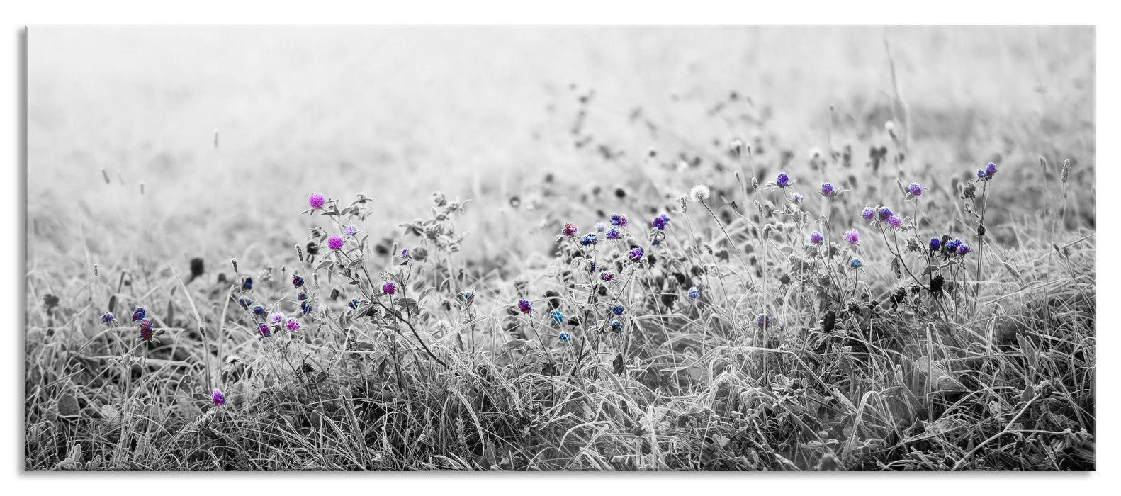 Pixxprint Distel Feld im Retro Look, Glasbild Panorama